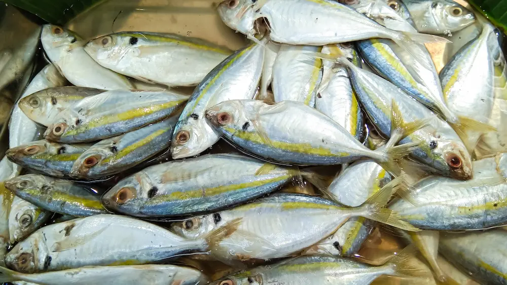 Fresh Indian Mackerel, also known as Bangda, displayed as an affordable South Asian omega-3 rich food for heart health.