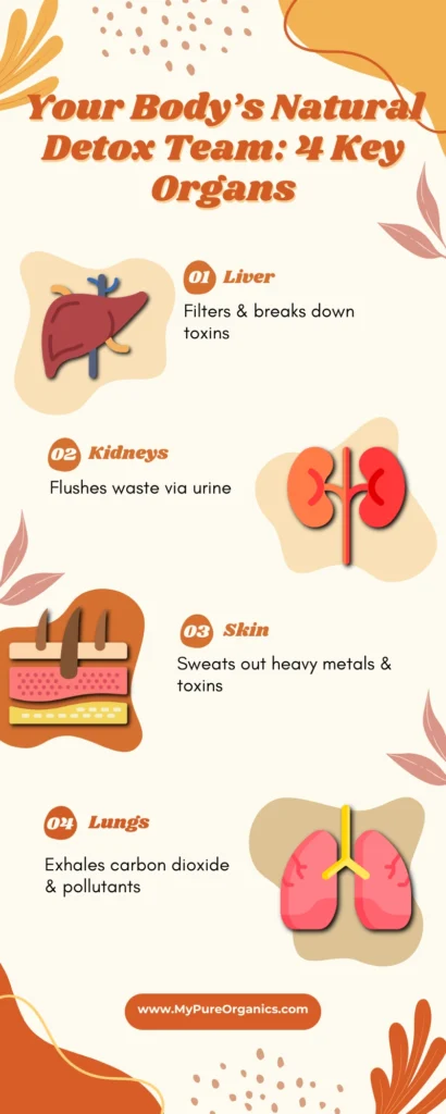 Infographic showing the four key detox organs: liver, kidneys, skin, and lungs. Explains their role in filtering toxins, removing waste, and promoting natural detoxification.